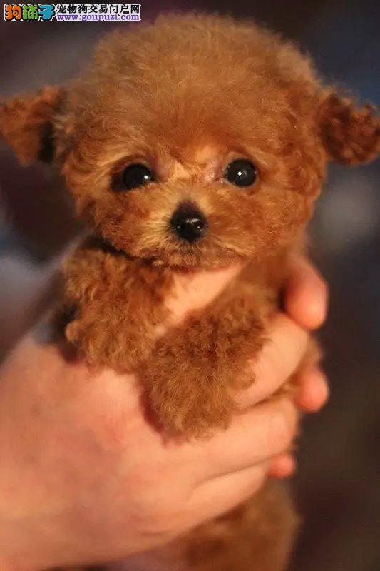 狗狗膝盖骨折怎么办:宠物护理人员的专业指南