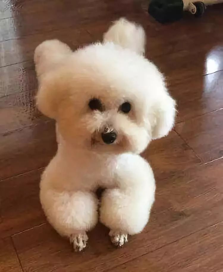 狗狗全身是红点:别慌!可能是这些原因在作怪